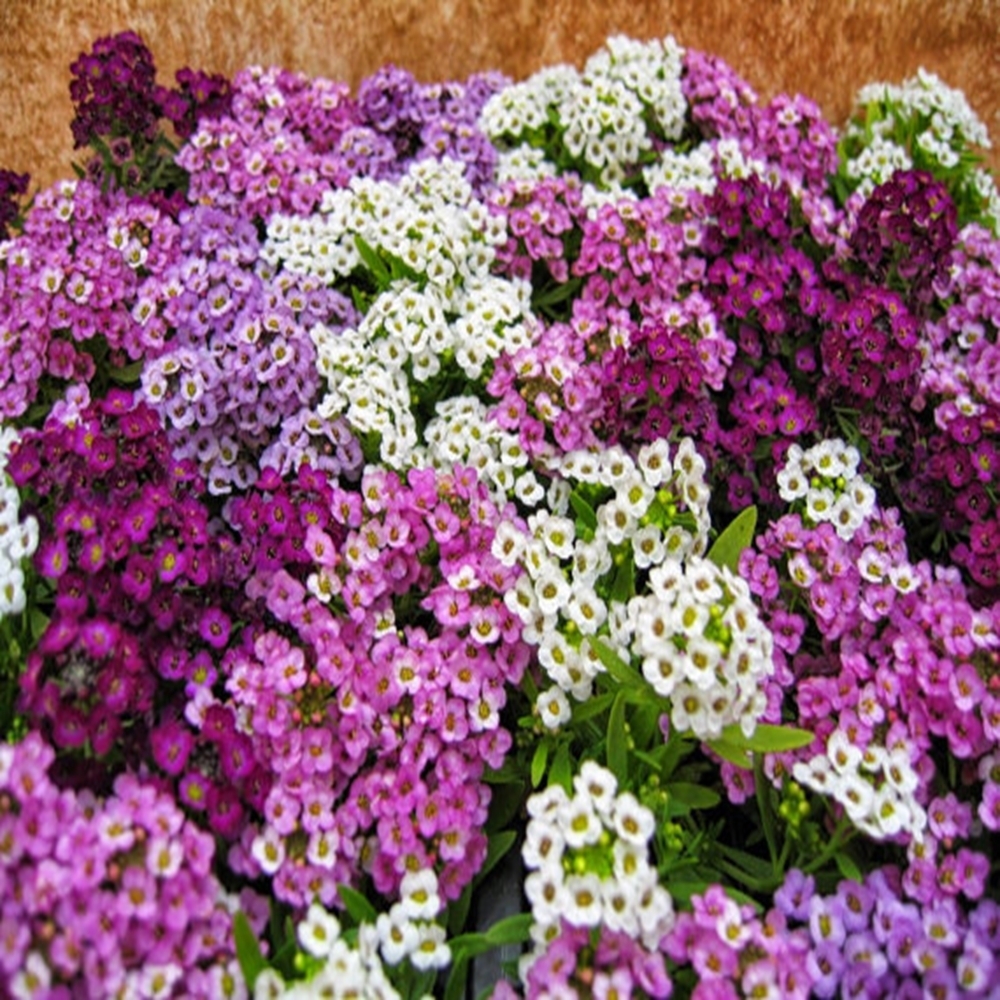 Лобулярия фото цветов на клумбе